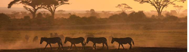 DU LỊCH NAM PHI | OHANNESBURG – PRETORIA – SAFARI GAME LODGE – HERMANUS – MŨI HẢO VỌNG – NÚI BÀN – CAPE TOWN | 09 NGÀY 07 ĐÊM